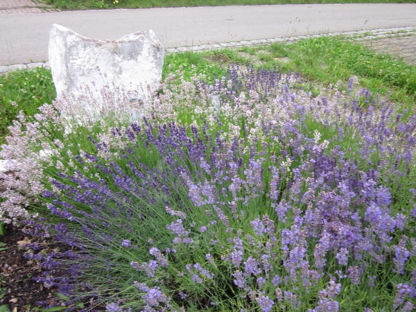 Lavendel